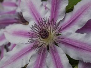 Macro photograph of a clematis flower with detailed stamens and pink petals, borken, westphalia,