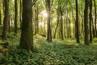 Sunlight shines through the trees in a dense, green forest whose ground is completely covered with