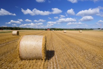 Straw bales on grain field, grain harvest, cattle feed, blue sky, hay, straw, cumulus clouds