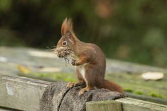 Squirrel with nest material in mouth sitting on backrest of wooden bench looking left