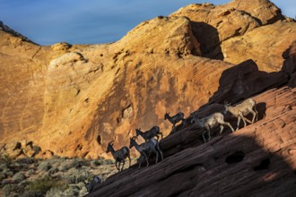 Bighorn Sheep (Ovis canadensis) at Rainbow Vista, Valley of Fire State Park, Nevada, USA, North