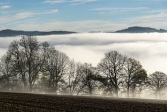 Trees stand on the edge of a hill under a sea of clouds above, creating a mystical morning scene,