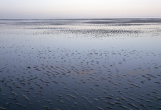 Wadden Sea, low tide, water, vastness, natural landscape