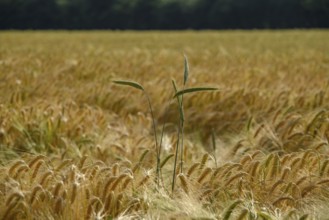 A single stalk in the foreground of a golden wheat field, borken, münsterland, germany