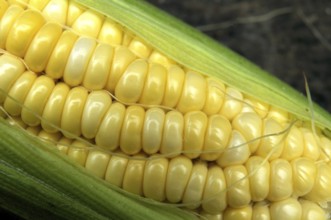 Food, corn 13-September-2009