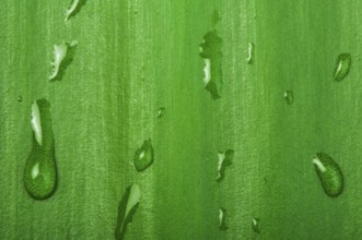 Green leaf background and drops close up