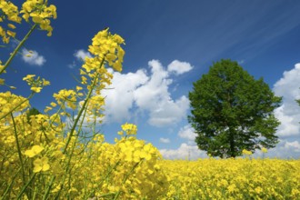 Rape field, trees, rape, summer, blue sky, cumulus clouds, landscape, blooms, blooming, rape