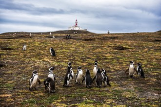 Magellanic penguins (Spheniscus magellanicus) in front of a lighthouse in the Penguin National Park