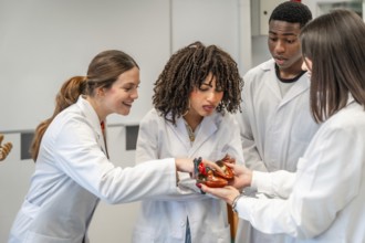 Diverse group of medical students examining a model of a human heart, learning anatomy in a