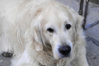 Reclining golden Retriever with fluffy coat and friendly expression, Vienna, Austria, Europe