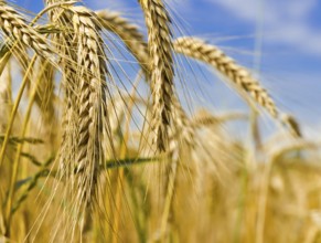 Harvest time