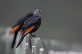 Red-winged Starling (Onychognathus morio) female, Qwabi Private Game Reserve, Biosphere Reserve,