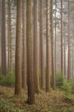 Towering, parallel trunks of coniferous trees in a quiet forest, enveloped in fine mist and light,