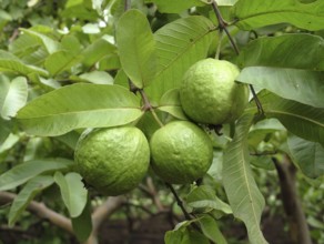 Food, Green leaf with two Guava (Pssidium Guajava L) jambu batu