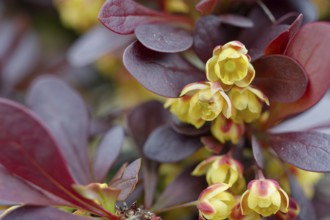 Common barberry (Berberis vulgaris), flower, spring, Schwäbisch Hall, Germany, Europe