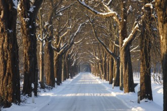 Hülser Bruch, chestnut avenue in winter