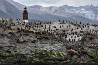 Les Eclaireurs lighthouse with sea lions and cormorants, Beagle Channel, Ushuaia, Argentina, South