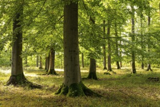 Bright rays of sunlight penetrate the foliage of the beech trees in a lush forest with tall, green