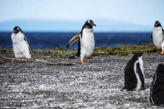 Gentoo penguins (Pygoscelis papua) on Martillon Island, Beagle Channel, Ushuaia, Argentina, South