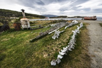 Whale skeletons off Estancia Harberton, Beagle Channel, Ushuaia, Argentina, South America