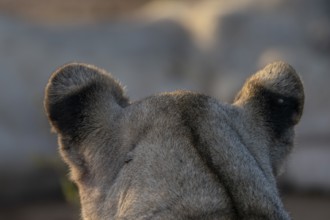 Lioness (Panthera leo) ears from behind, Qwabi Private Game Reserve, Biosphere Reserve, Limpopo,