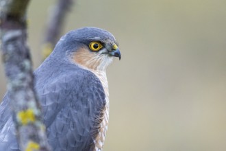 Sparrowhawk (Accipiter nisus) ml Germany