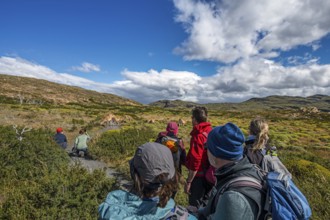 Trekker in front of a herd of guanaco at Lagunas Melizas, Torres del Paine National Park,