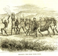 Hunting & animal views, bringing the dead tiger home, India, Asia