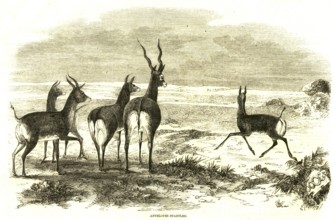 Hunting and animal views, antelopes startled, India, Asia