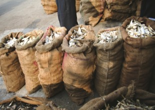 Dry fish, Assam, India, Asia