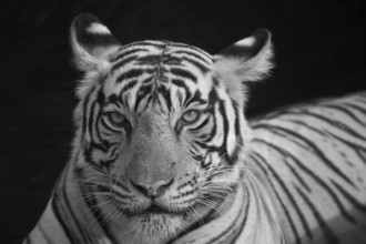 Black and white Infrared portrait of a wild tiger sitting in a waterhole in Ranthambhore national