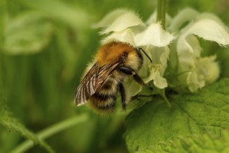 Close-up of a bumblebee in the small white flower of a Lamium album in the countryside, Lower