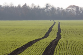 Erftstadt, Bliesheimer Feld and Altwald Ville