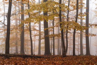 Idyllic autumn forest with veils of mist, which spreads a quiet and mysterious atmosphere, Bad