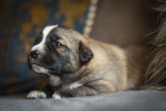 Portrait of small puppy dog lying and sleeping on white background