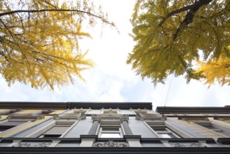 Avenue of gingko trees in autumn