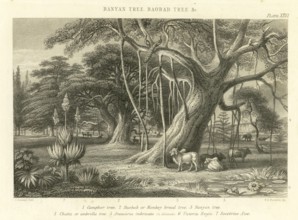 Lithographs Banyan Tree, Baobab Tree & etc, India, Asia