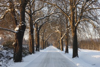 Hülser Bruch, chestnut avenue in winter