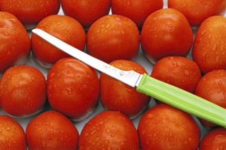 Red tomatoes Latin Lycopersicon esculentum with sharp knife with green Handle, India, Asia