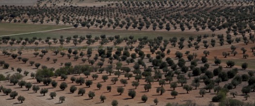 Spain Olive plantation 54368