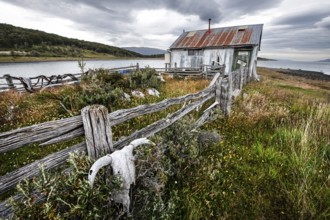 Whale skeletons off Estancia Harberton, Beagle Channel, Ushuaia, Argentina, South America