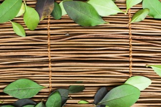 Wooden background and leafs. Border of leafs and copy space