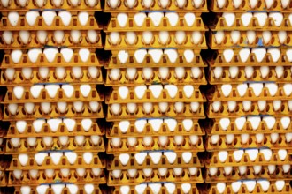 Eggs in trays, India, Asia