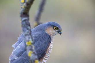 Sparrowhawk (Accipiter nisus) ml Germany