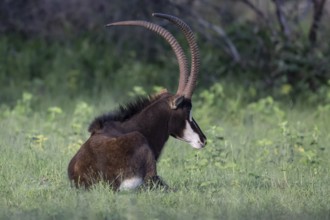 Sable antelope (Hippotragus niger), male, Qwabi Private Game Reserve, Biosphere Reserve, Limpopo,