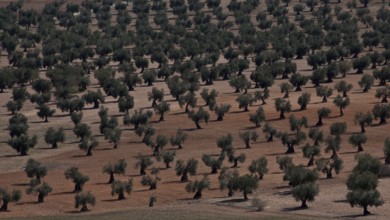 Spain Olive plantation 54370