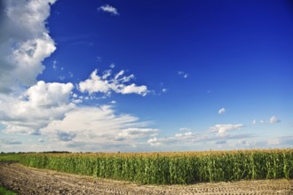 Coast of corn field