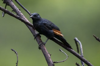 Red-winged Starling (Onychognathus morio) male, Qwabi Private Game Reserve, Biosphere Reserve,