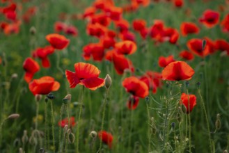 Close-up of vivid red poppies swaying in the backlight of the evening sun in a green field, Lower