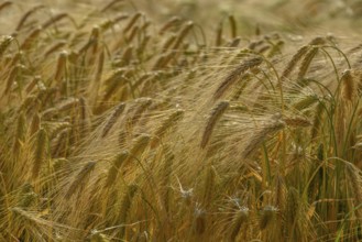 Detailed view of ears of wheat moving in the wind, borken, münsterland, germany